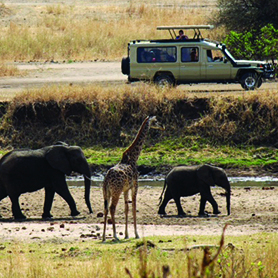 A safari group stops their landcruiser on a dusty road to enjoying watching a passing herd of elephants with a giraffe nearby.