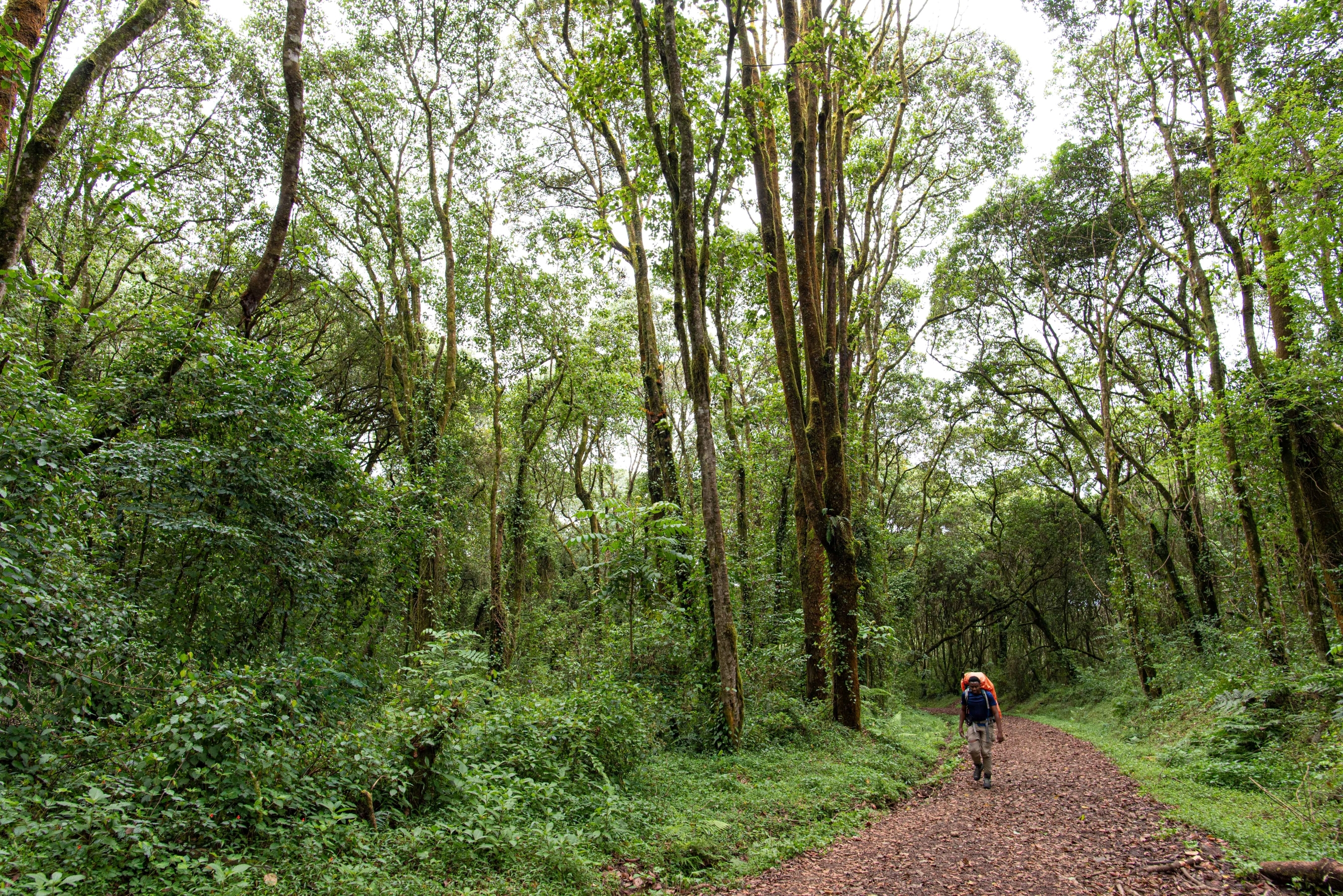 Hiking through the forests on Kilimanjaro