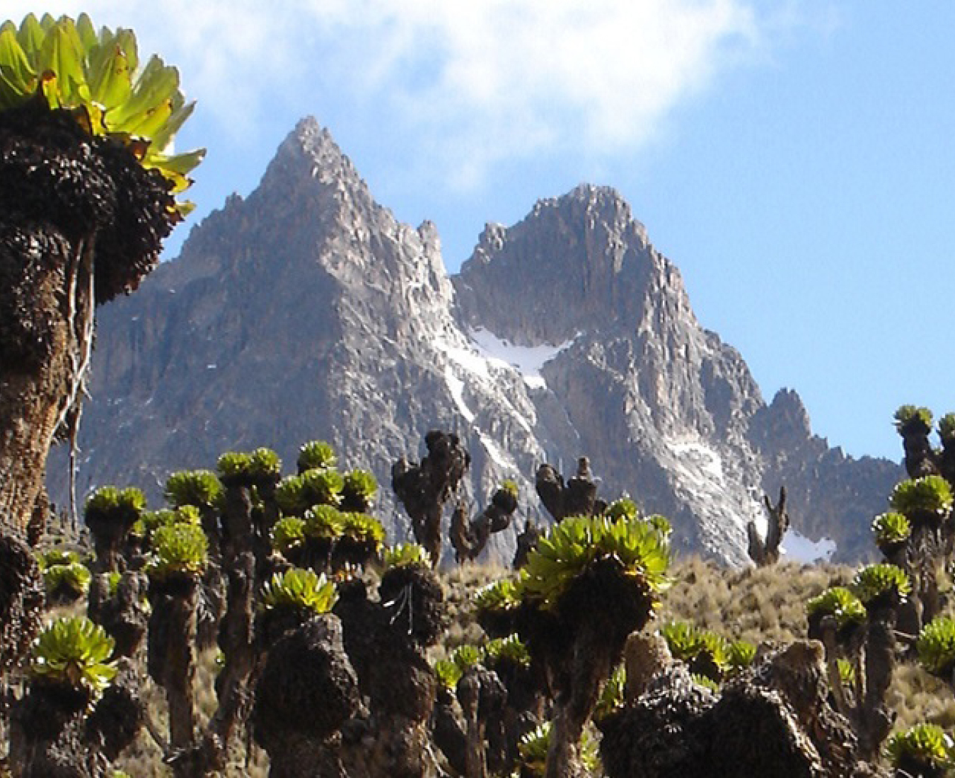 The jagged peaks of Mount Kenya rise above the exotic equatorial flora of the surrounding moorlands.
