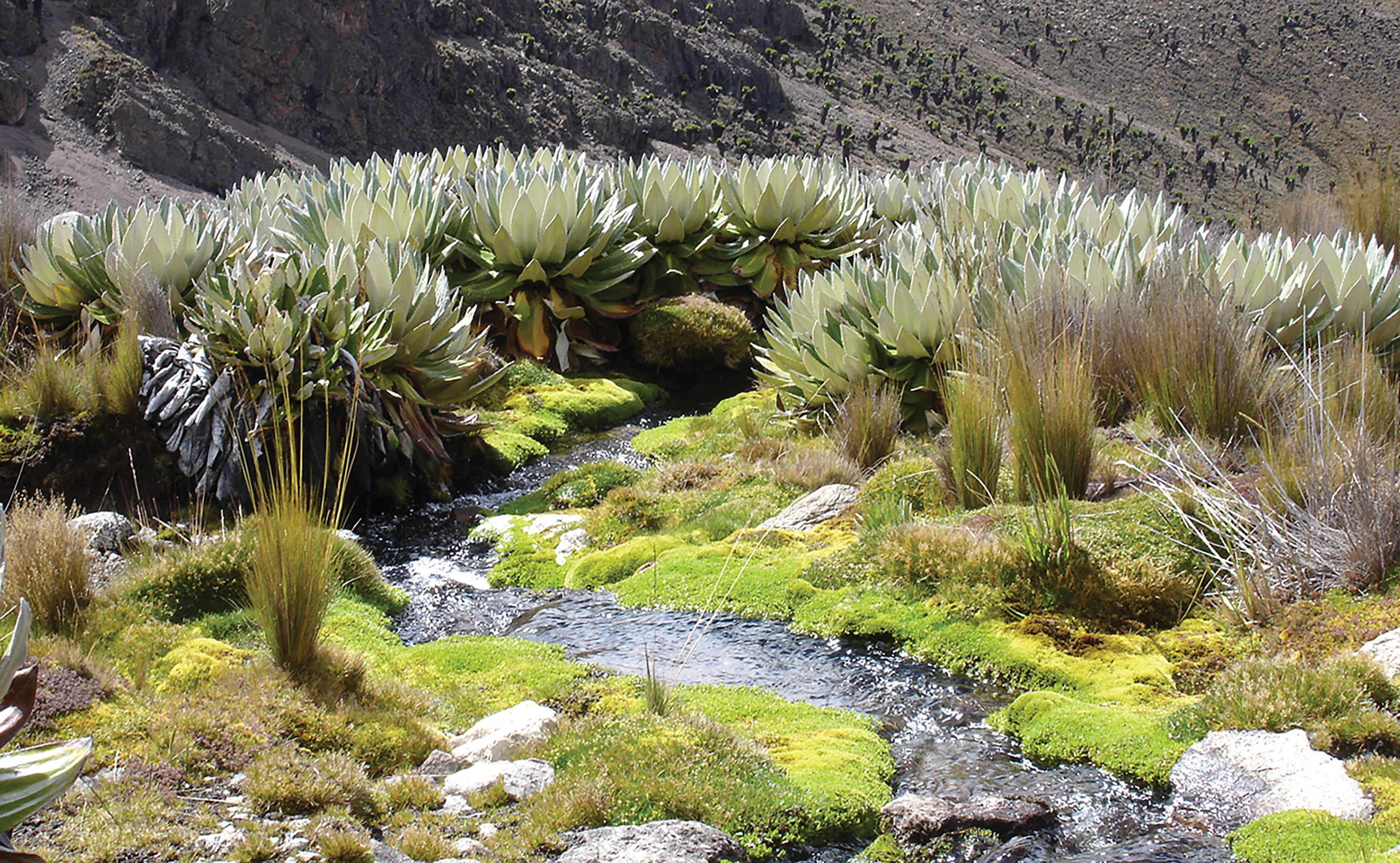 A stream flows through alpine vegetation in the moorlands around Mount Kenya.