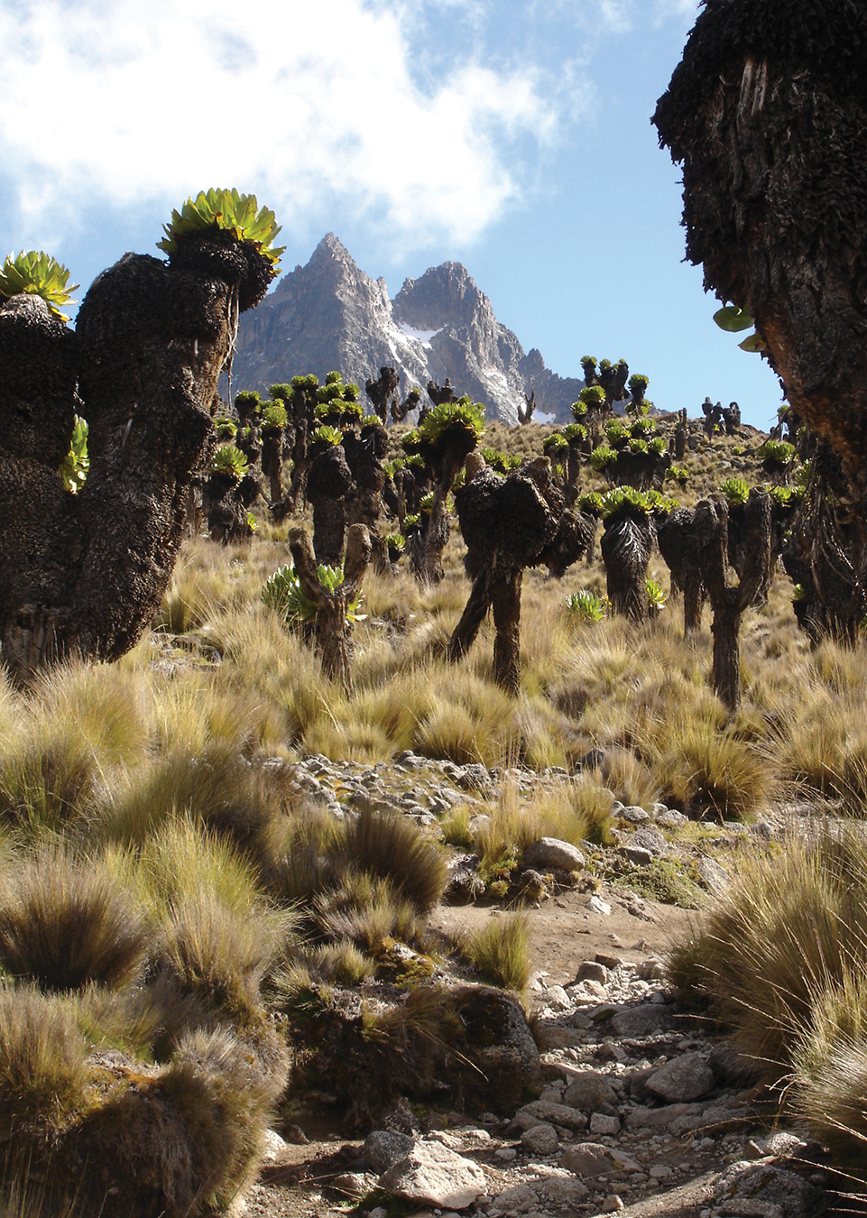 The jagged peaks of Mount Kenya rise above the exotic equatorial flora of the surrounding moorlands.