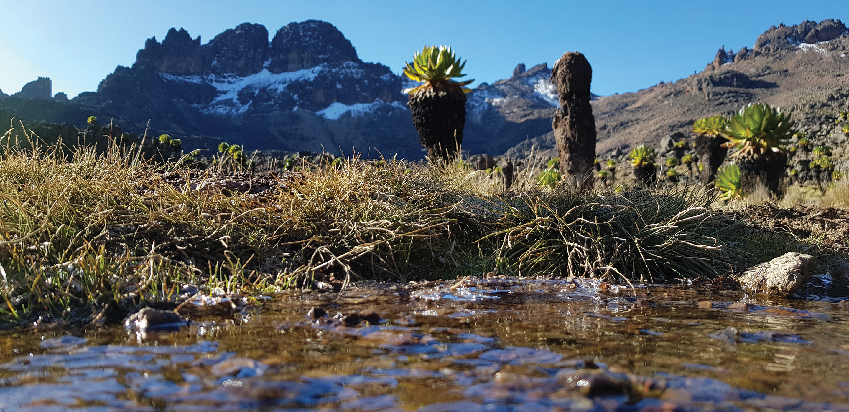 Views across alpine moorland vegetation towards Macmillan and Delamere Peaks.