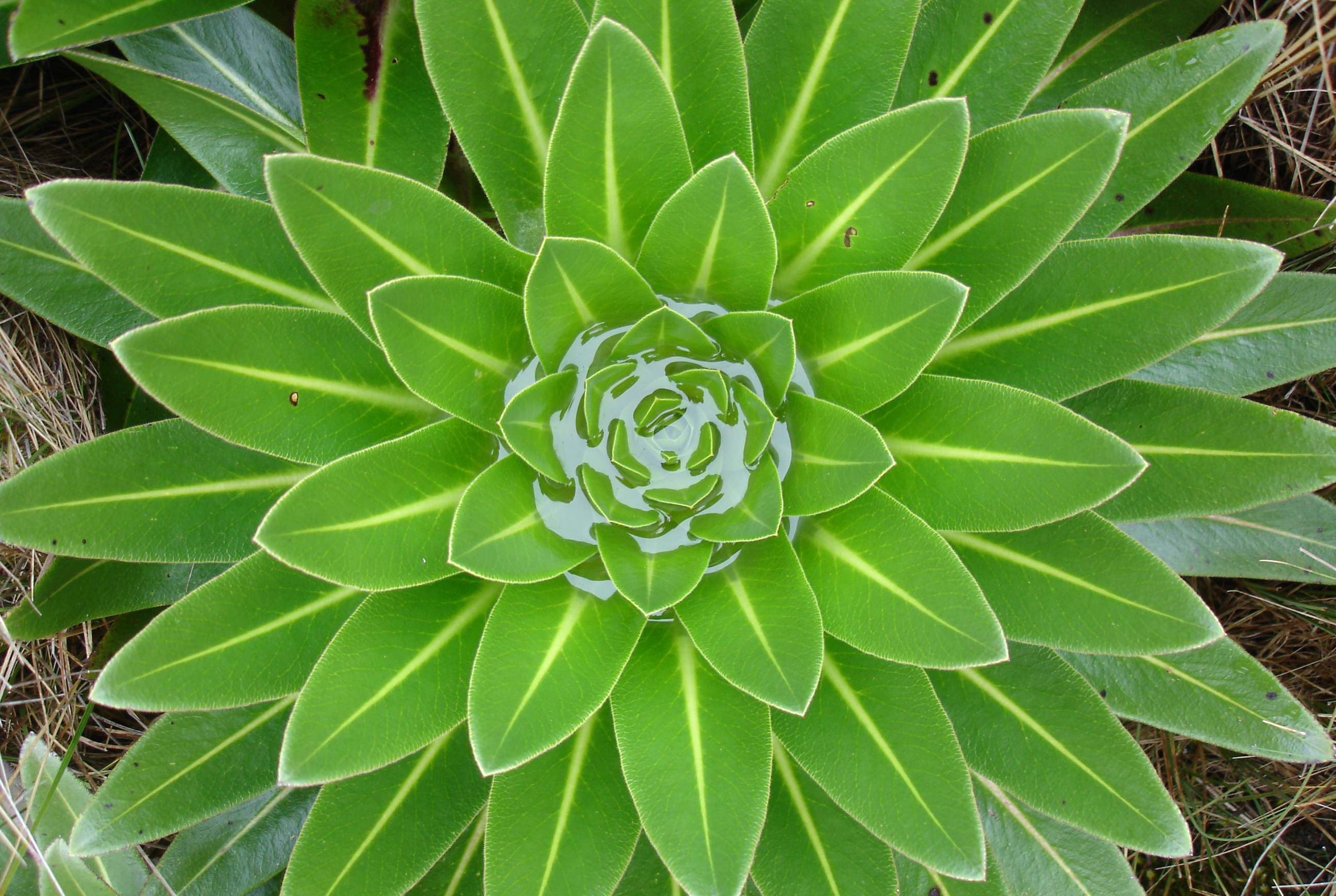 A bright green alpine plant collects rainwater between it's leaves in Kenya.