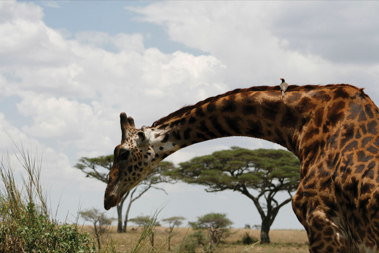A small bird perches on the neck of a giraffe in the Serengeti National Park, Africa.