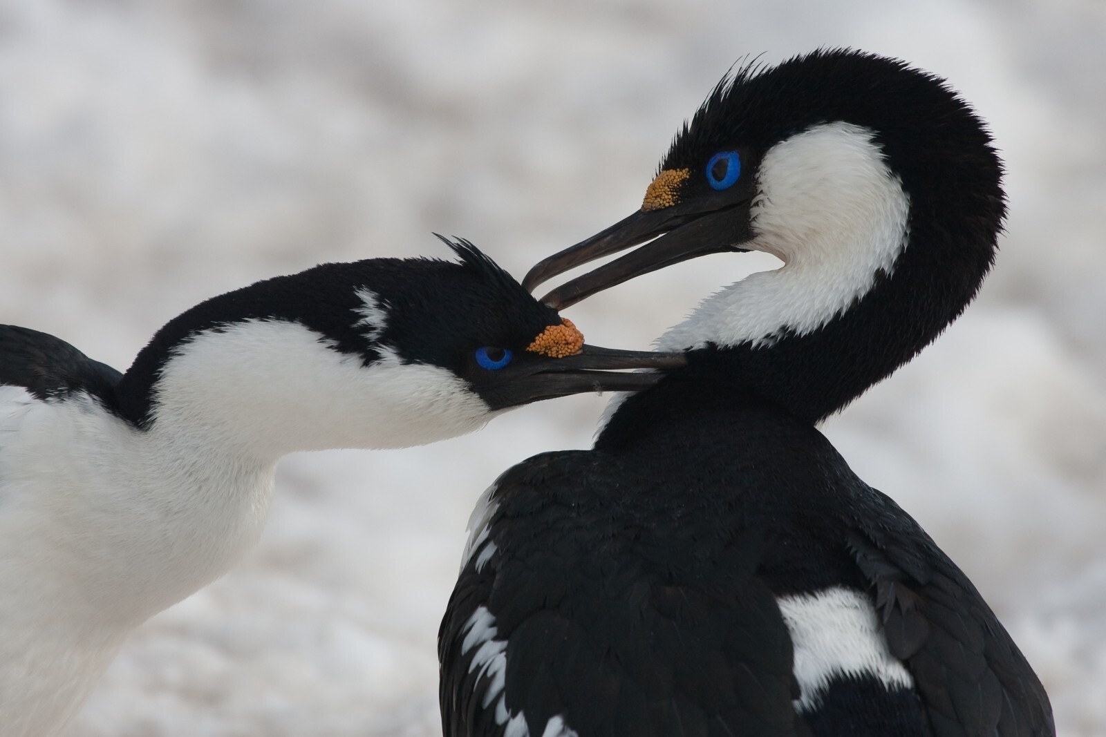 Blue eyed shags on the Antarctic Peninsula
