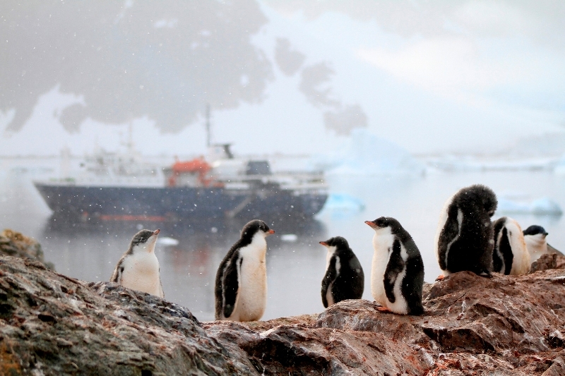 Experience close encounters with the local wildlife including juvenile penguins