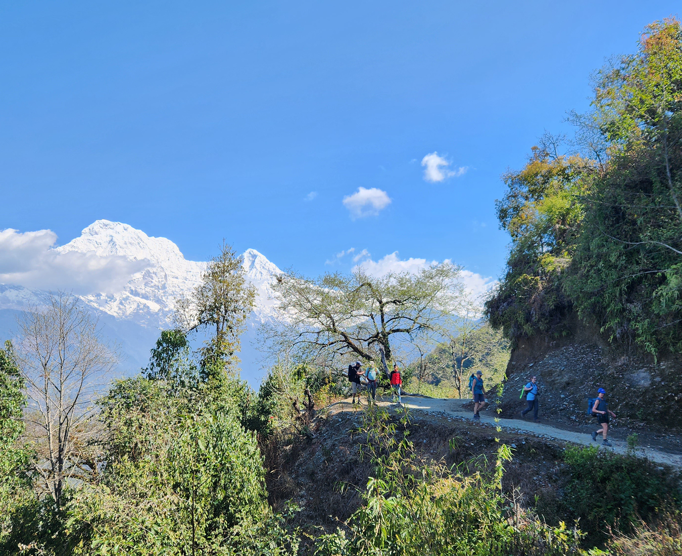 A group of trekkers makes their way through forested hillsides in the Mardi Himal with the Annapurna Range in the distance.