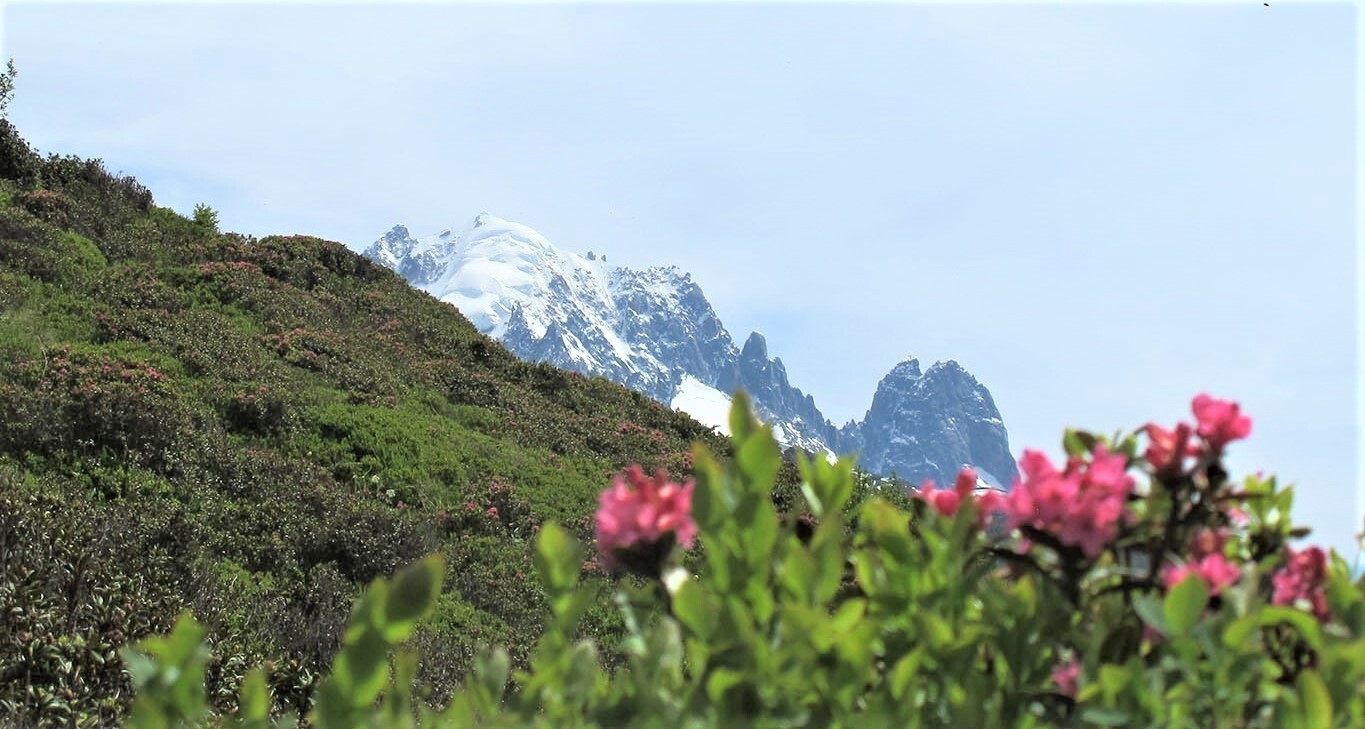 Summer alpine flowers and mountain vistas on Tour du Mont Blanc