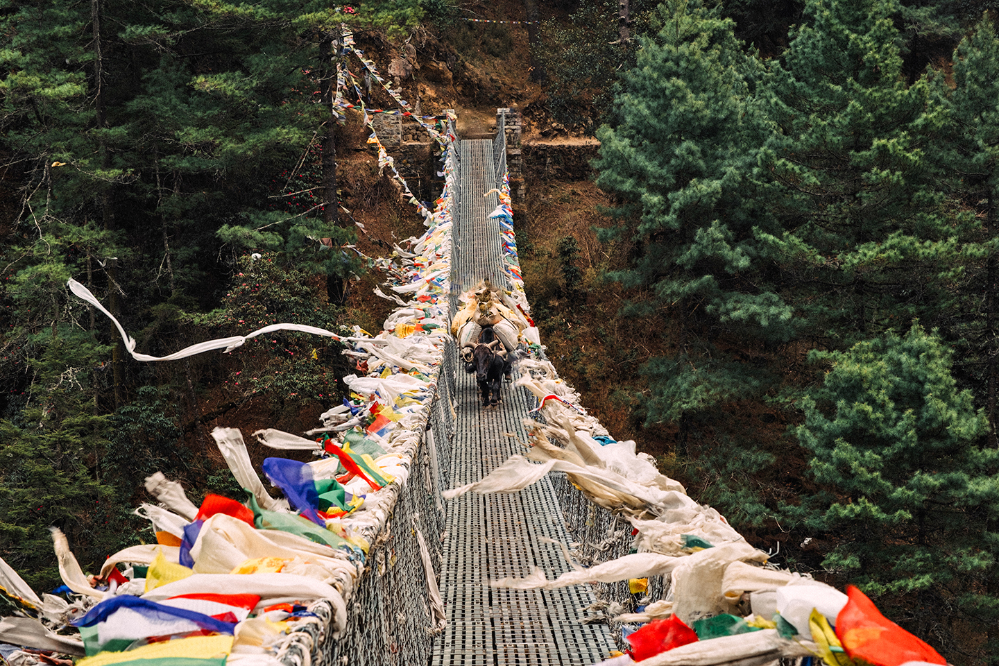 A nak loaded with supplies crossing the famous Hillary Bridge near Namche, Nepal.