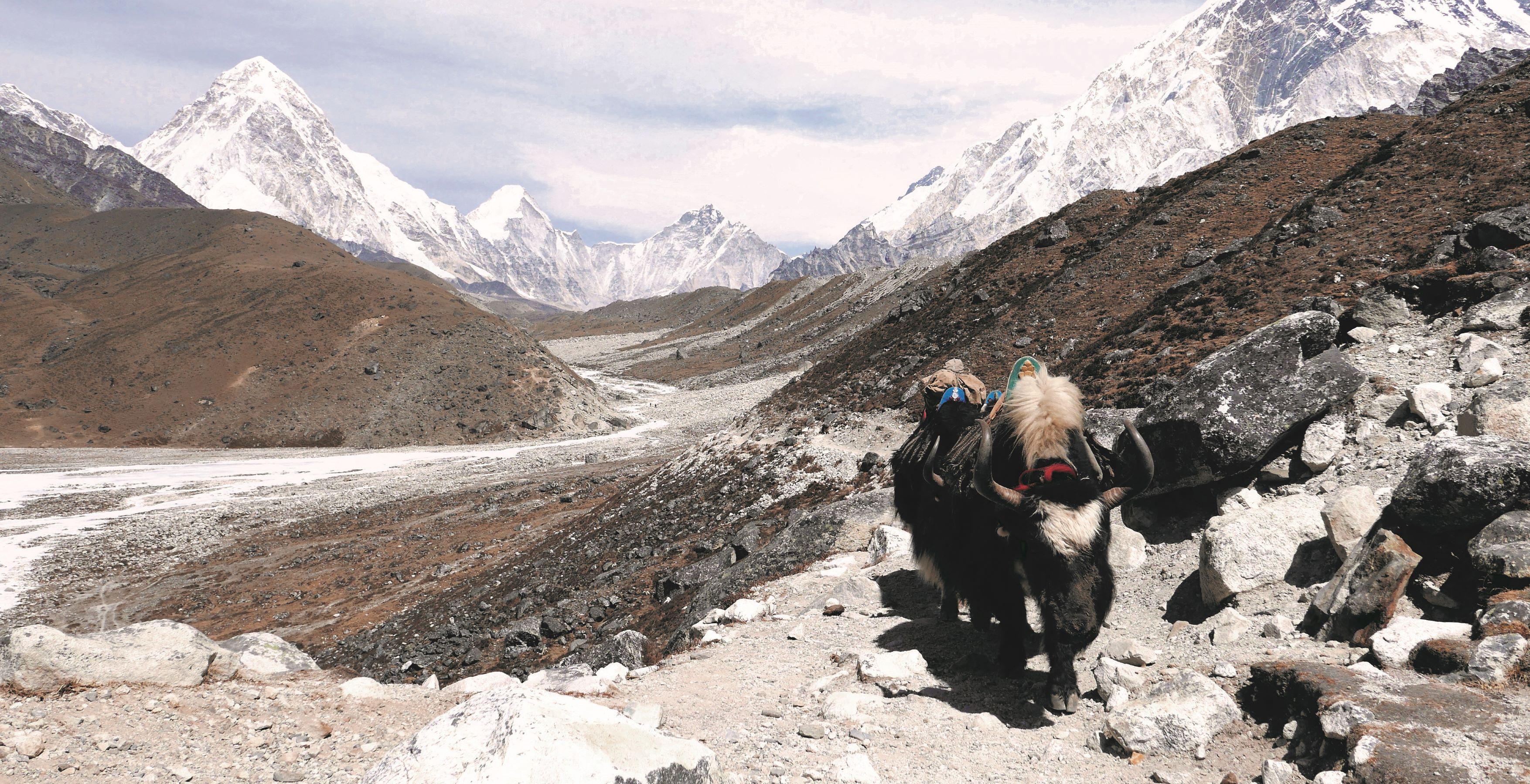 Yaks carry loads in the upper Khumbu Valley