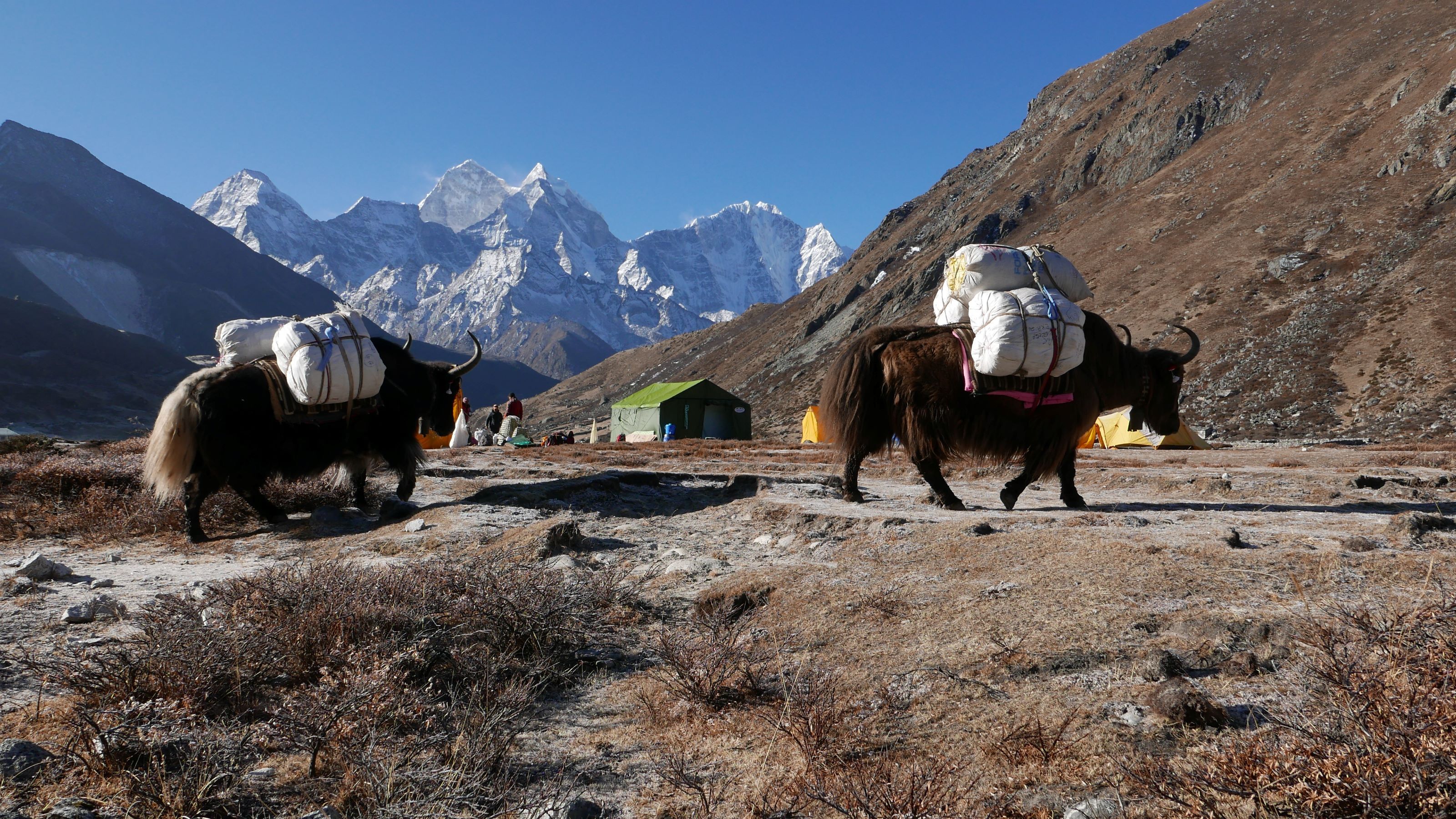 Yaks carrying loads in the Khumbu