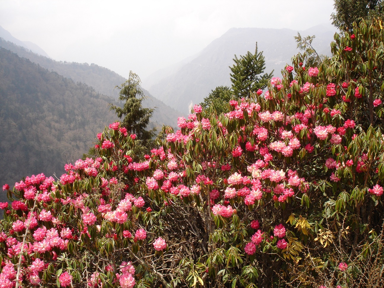 Rhododendrons blooming in spring in the Khumbu