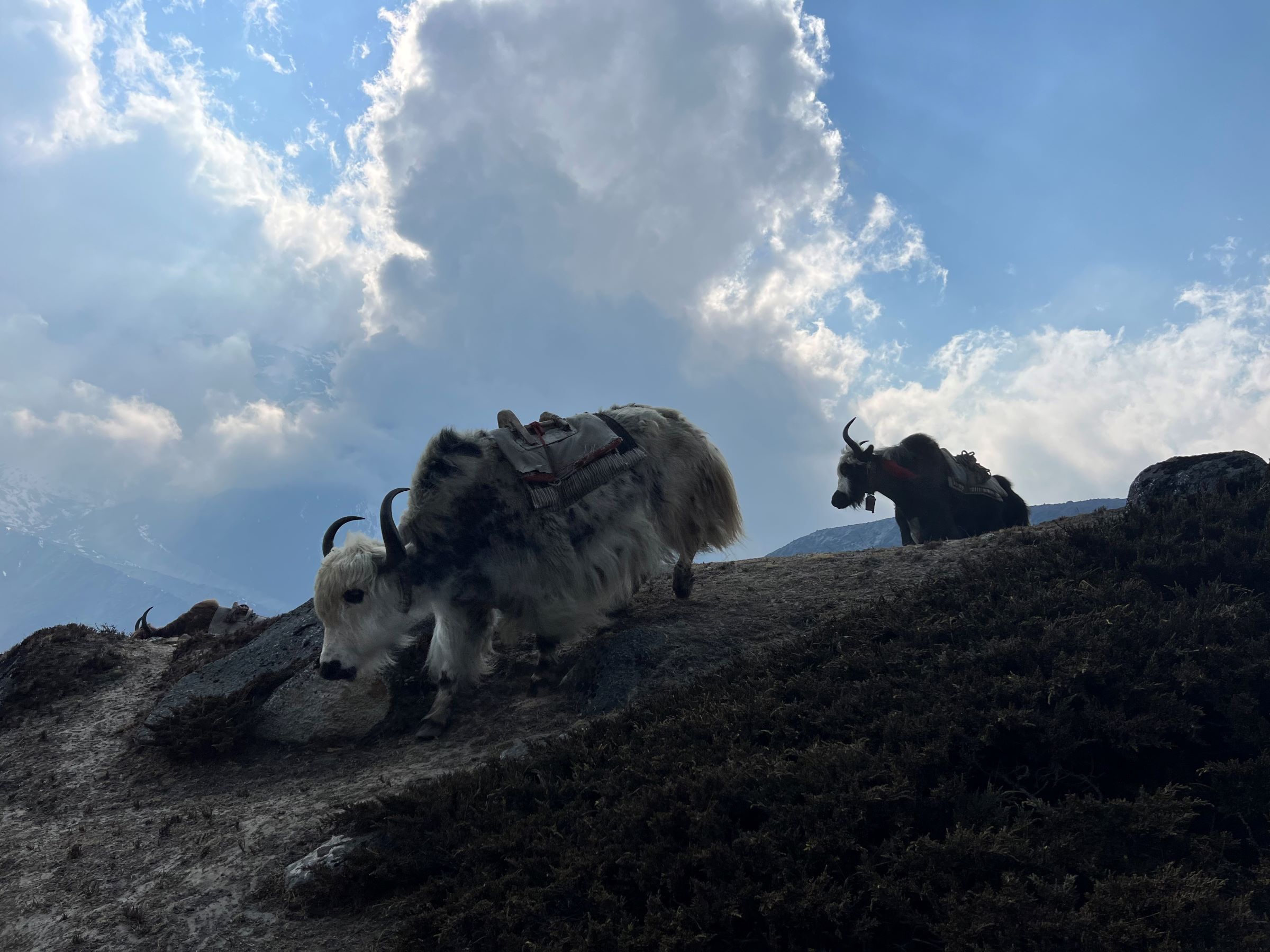 Yaks descending back to the village below Everest Base Camp