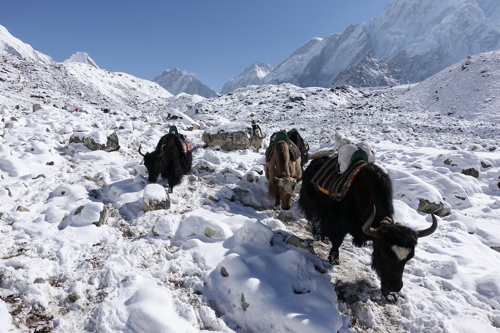 Yaks in the Upper Khumbu