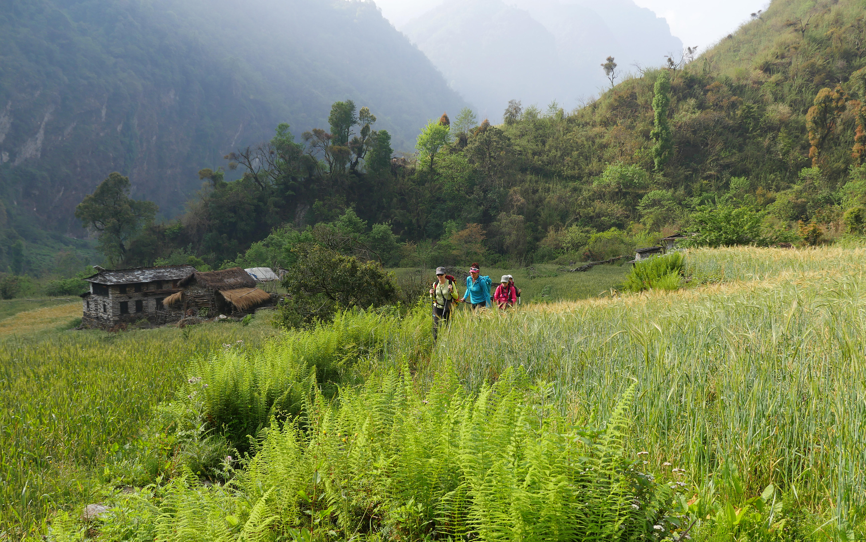 Trekkers cross through farmland, rich green crops deep in to Dolpo region, misty hills in the background