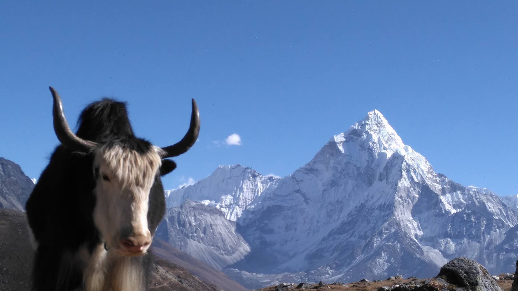 Yak with view to Ama Dablam