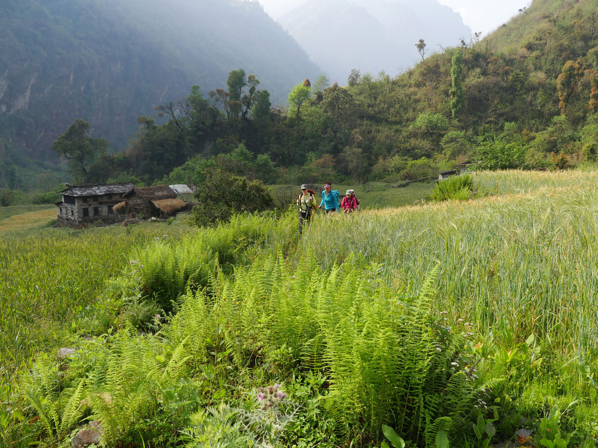 Trekkers cross lush terraced fields and fern-filled hillsides in remote Western Nepal, passing stone village homes. Photo: Guy Cotter