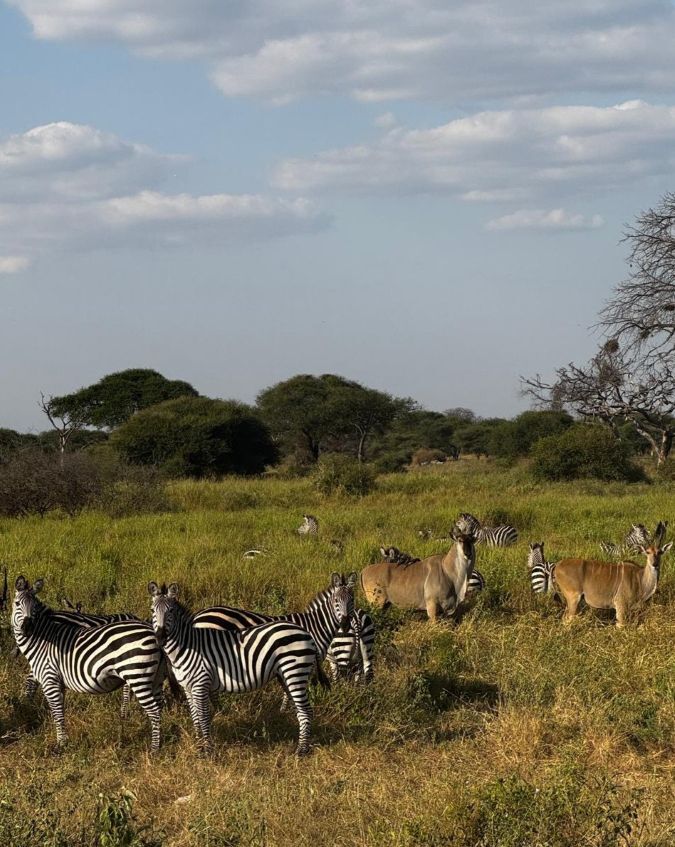 A herd of zebras grazes alongside eland on the open savannah, with scattered acacia trees and a wide blue sky behind them. A wildlife safari in Tanzania pairs naturally with a Kilimanjaro climb.