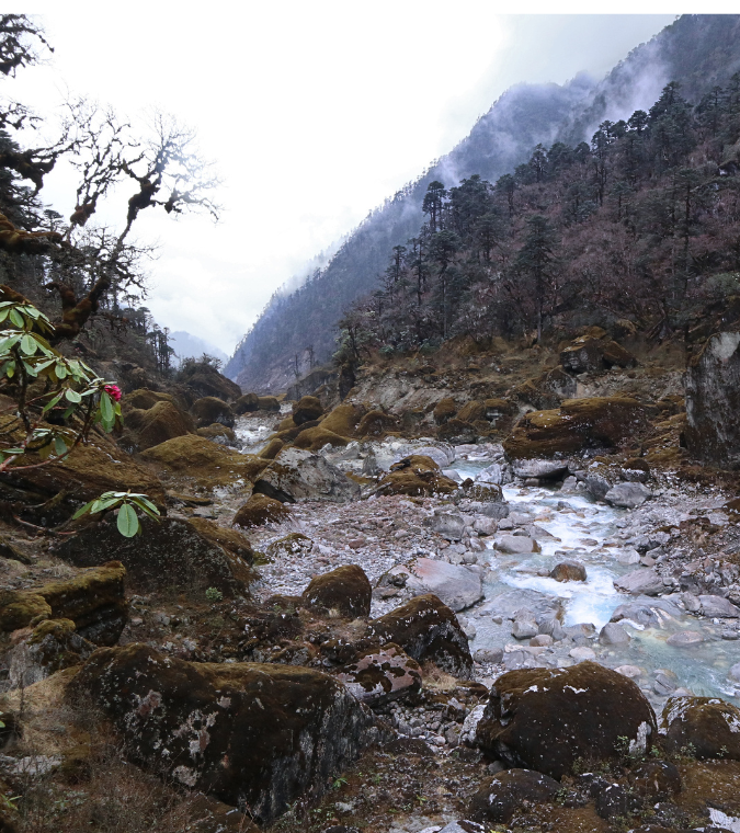 Rhododendron forests and boulders
